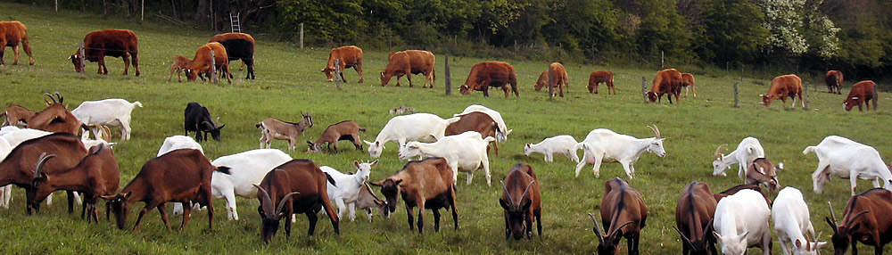 Les p&acirc;turages de la Ferme du Bio