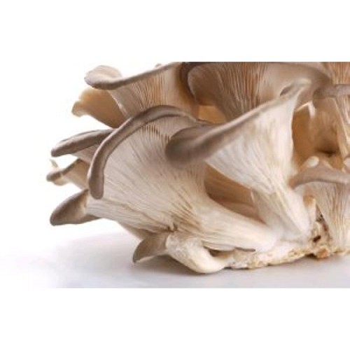 Pleurotes de la région 500g