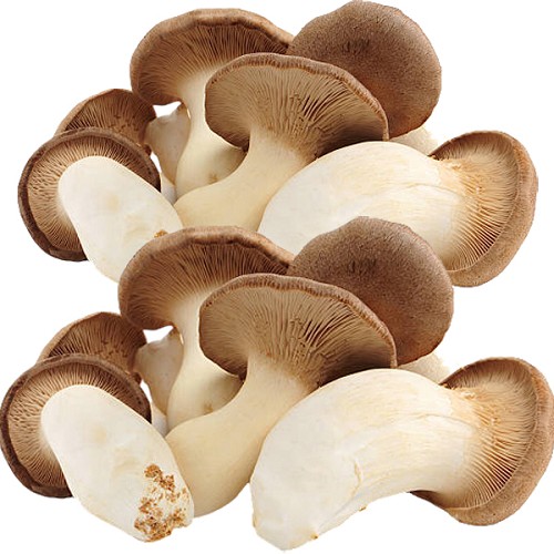 Pleurotes panicaut un produit haut de gamme