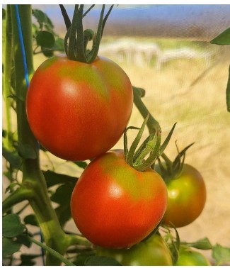 Tomates